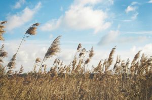 fields of gold